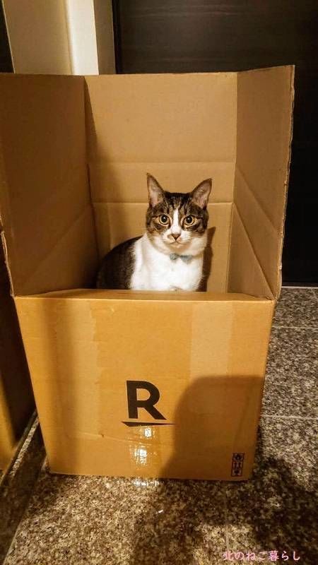 北のねこ暮らし