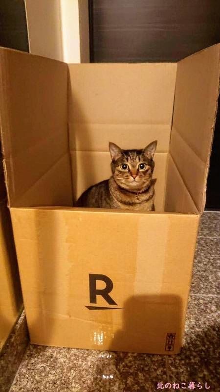 北のねこ暮らし