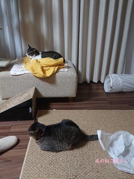 北のねこ暮らし