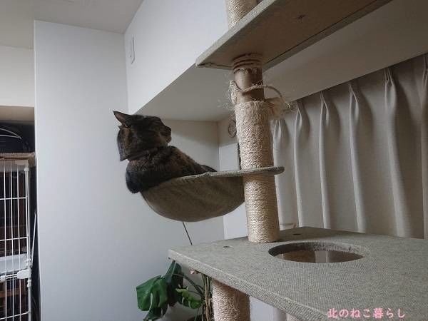 北のねこ暮らし