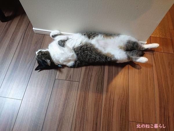 北のねこ暮らし