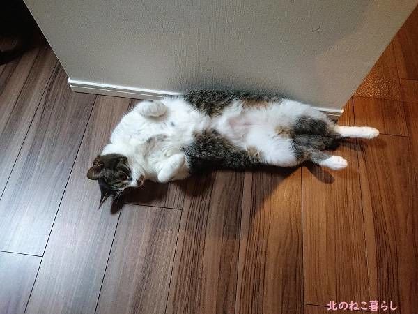 北のねこ暮らし