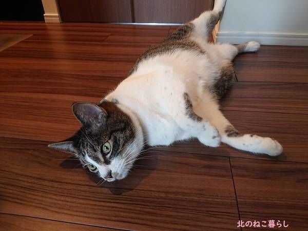 北のねこ暮らし