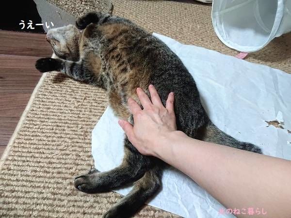 北のねこ暮らし