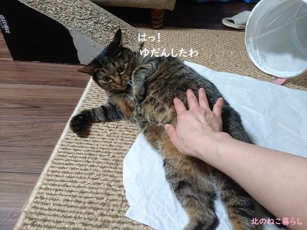 北のねこ暮らし