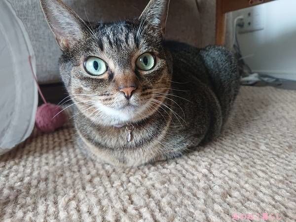 北のねこ暮らし