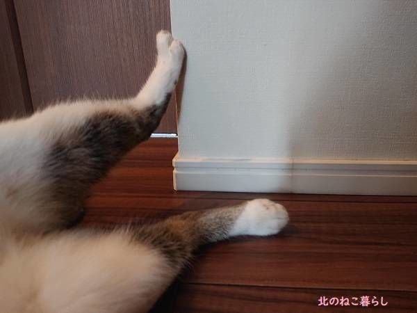 北のねこ暮らし