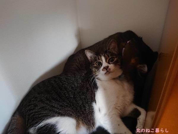 北のねこ暮らし
