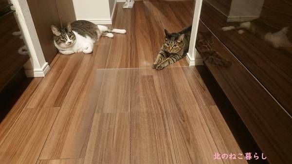 北のねこ暮らし