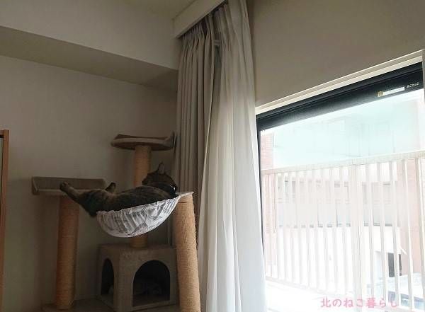 北のねこ暮らし