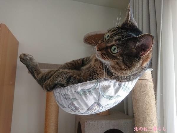 北のねこ暮らし