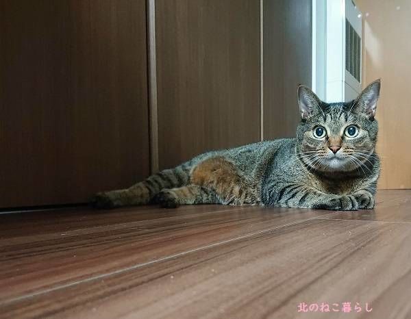 北のねこ暮らし