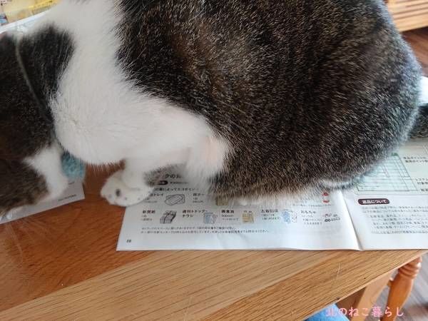 北のねこ暮らし