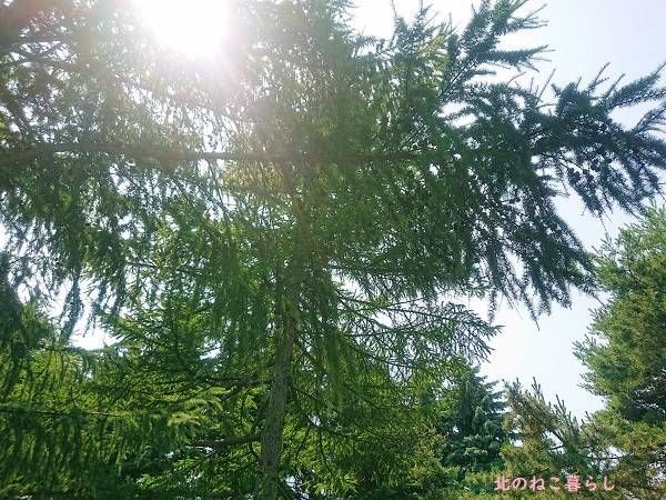 北のねこ暮らし