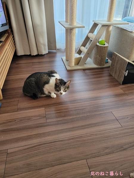 北のねこ暮らし