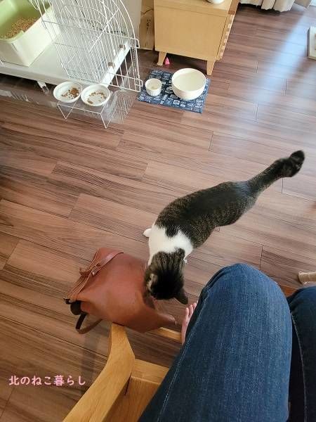 北のねこ暮らし