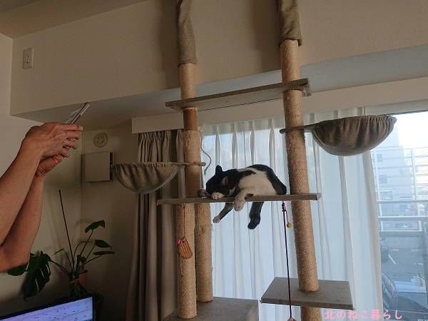 北のねこ暮らし