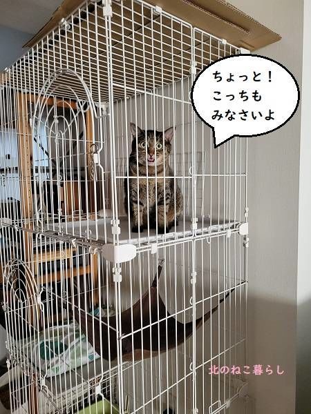 北のねこ暮らし