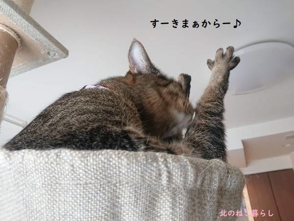 北のねこ暮らし