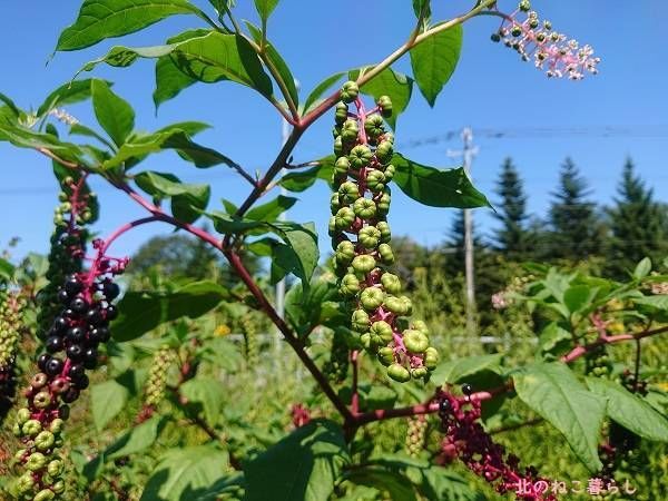 山ごぼう　ハーブ園　北海道