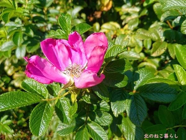 ハマナス 北海道