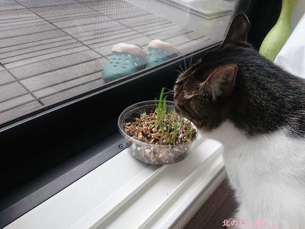 猫草 猫