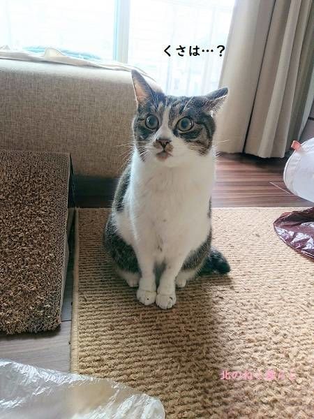 北のねこ暮らし