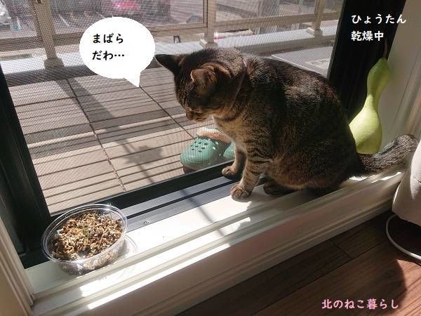 北のねこ暮らし