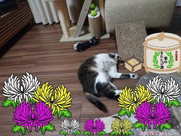 北のねこ暮らし