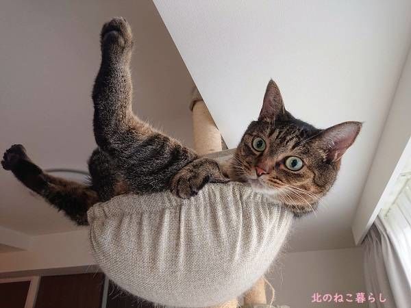 北のねこ暮らし