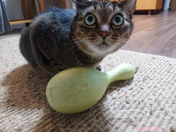 北のねこ暮らし