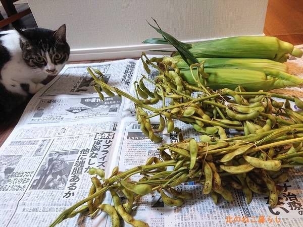 北のねこ暮らし