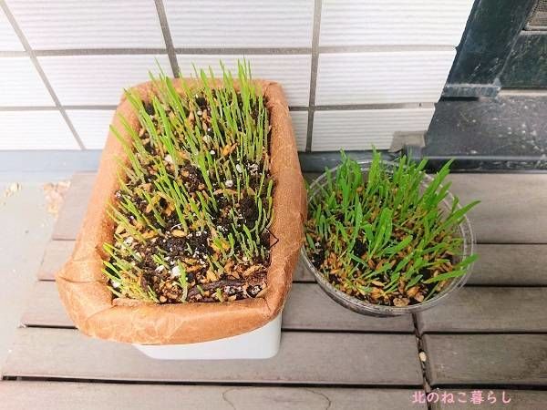 北のねこ暮らし