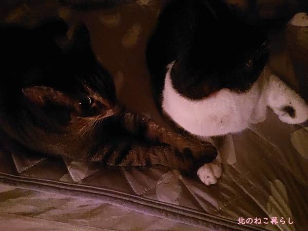 北のねこ暮らし