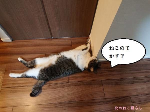 北のねこ暮らし