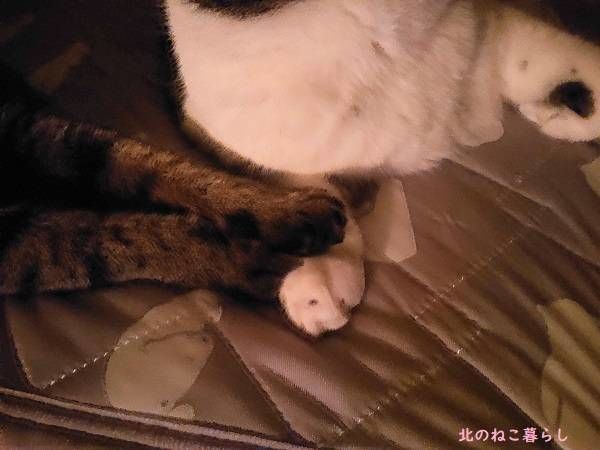 北のねこ暮らし