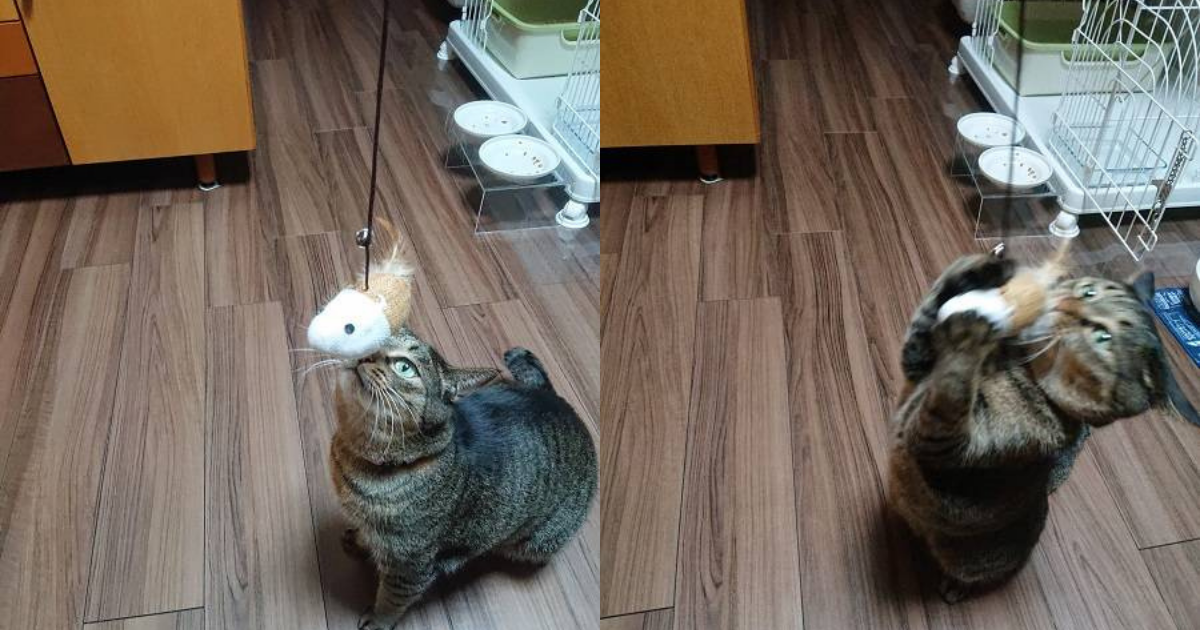 100均猫おもちゃの キケンな落とし穴 北のねこ暮らし