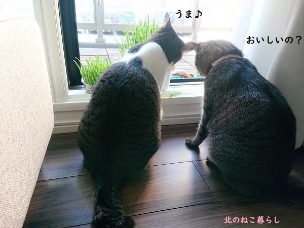北のねこ暮らし