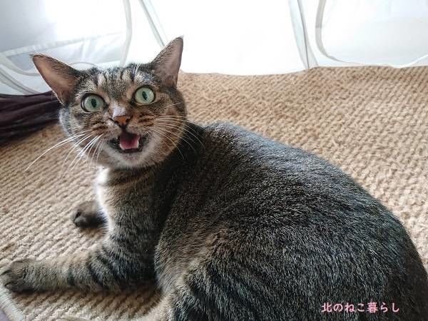 北のねこ暮らし