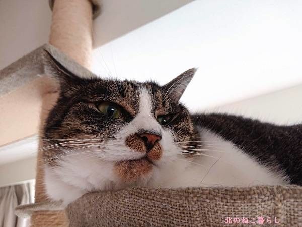 北のねこ暮らし