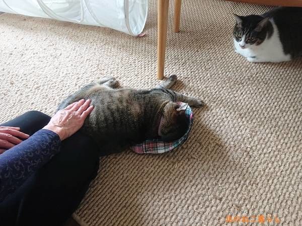 北のねこ暮らし