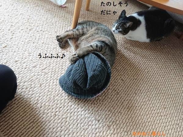 北のねこ暮らし