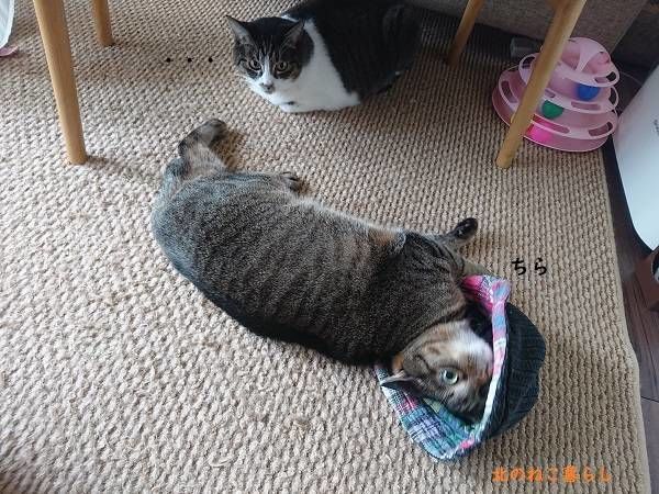 北のねこ暮らし