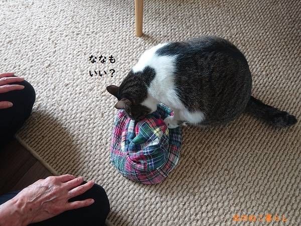 北のねこ暮らし
