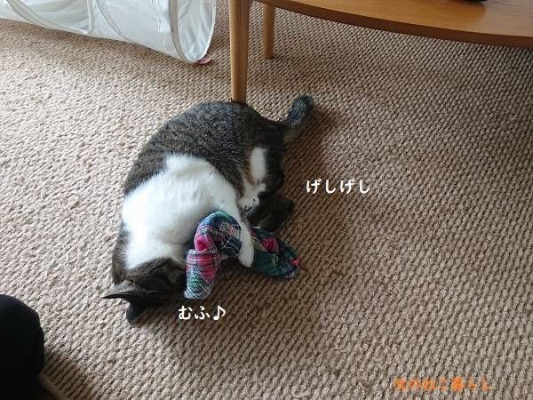 北のねこ暮らし