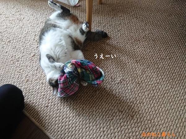 北のねこ暮らし