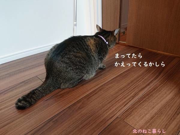 北のねこ暮らし