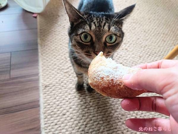 北のねこ暮らし
