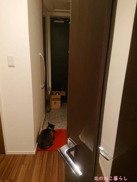 北のねこ暮らし
