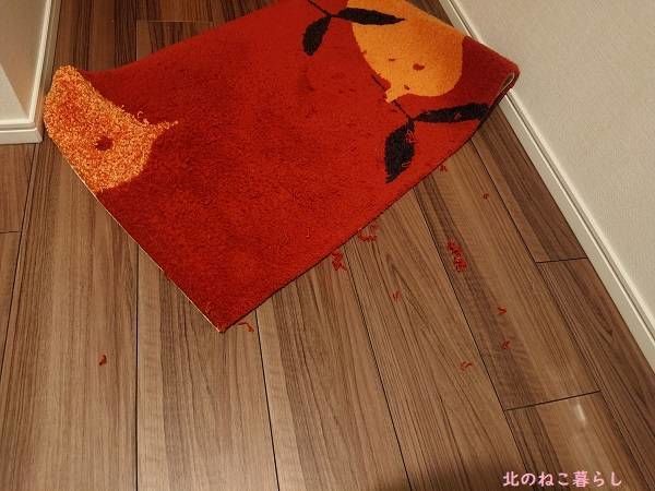 北のねこ暮らし